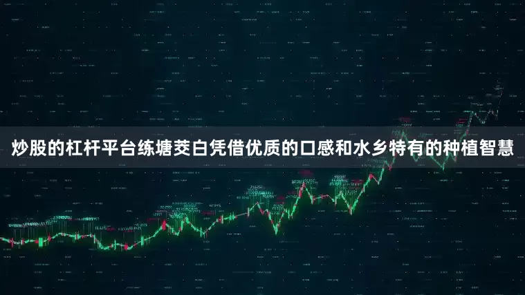 炒股的杠杆平台练塘茭白凭借优质的口感和水乡特有的种植智慧